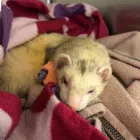 Business 3 image BRAID VETS, LEITH WALK Veterinary Services in Edinburgh Edh