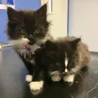 Business 19 image BRAID VETS, LEITH WALK Veterinary Services in Edinburgh Edh