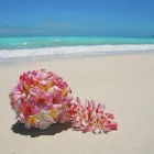 Business 5 image BRISTOL TANTRIC MASSAGE Therapists in Bristol Av