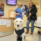 Business 20 image BROOM COTTAGE VETERINARY SURGERY Veterinary Services in Wilmslow Ch