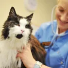 Business 22 image BROOM COTTAGE VETERINARY SURGERY Veterinary Services in Wilmslow Ch