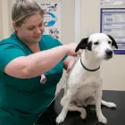 Business 24 image BROOM COTTAGE VETERINARY SURGERY Veterinary Services in Wilmslow Ch