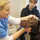 Business 32 image BROOM COTTAGE VETERINARY SURGERY Veterinary Services in Wilmslow Ch
