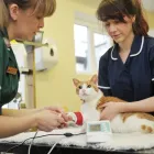 Business 34 image BROOM COTTAGE VETERINARY SURGERY Veterinary Services in Wilmslow Ch