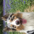 Business 8 image BUDDIES N WALKIES Pets & Animals in Coventry We