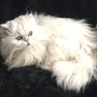 Business 9 image BUDDIES N WALKIES Pets & Animals in Coventry We