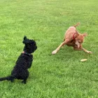 Business 17 image BUDDIES N WALKIES Pets & Animals in Coventry We