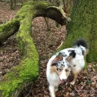 Business 19 image BUDDIES N WALKIES Pets & Animals in Coventry We