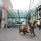 Business 1 image CAFE ROUGE French Restaurants in Birmingham We