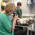 Business 1 image CARMEL VETERINARY CENTRE Vets in Wolverhampton We