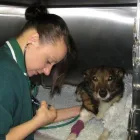 Business 17 image CARMEL VETERINARY CENTRE Vets in Wolverhampton We