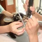 Business 8 image CARMEL VETERINARY CENTRE Vets in Wolverhampton We