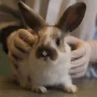 Business 3 image CAVAN VETS Vets in Wolverhampton We