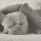 Business 21 image CHESHIRE EAR WAX REMOVAL & MICROSUCTION SERVICES Medical Facilities in Cheadle Ch