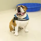 Business 3 image CHILLED DAWGZ DOG DAY CARE & PET SERVICES Pets & Animals in Glasgow Glg