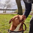 Business 6 image CITY PET WALKS Pets & Animals in Birmingham We