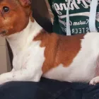 Business 9 image CITY PET WALKS Pets & Animals in Birmingham We