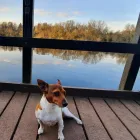 Business 10 image CITY PET WALKS Pets & Animals in Birmingham We