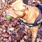 Business 11 image CITY PET WALKS Pets & Animals in Birmingham We