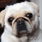 Business 21 image CITY PET WALKS Pets & Animals in Birmingham We