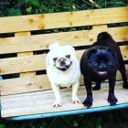 Business 22 image CITY PET WALKS Pets & Animals in Birmingham We