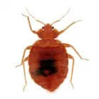 Business 10 image CLARK PEST CONTROL Pest Control Equipment & Supplies in Edinburgh Edh