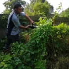 Business 2 image CLEAN N' GREEN Tree Services in Norwich No