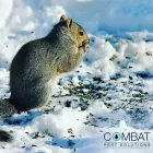 Business 1 image COMBAT PEST SOLUTIONS LTD Pest & Animal Control in Reading Be