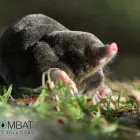 Business 3 image COMBAT PEST SOLUTIONS LTD Pest & Animal Control in Reading Be