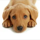 Business 7 image COURIER EXPERT SAMEDAY 24/7 Courier Services in Wolverhampton We