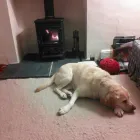 Business 10 image CUMBRIA STOVES LTD Plumbing & HVAC Supplies in Kendal Cu