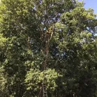 Business 34 image CUTTINGEDGE PROPERTY MAINTENANCE Tree Services in FAREHAM Ha