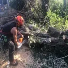 Business 3 image D&B TREE SERVICES Tree Services in Bristol Br