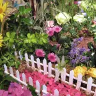Business 4 image DAISY CHAIN FLORISTS Florists in Dover Ke