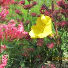 Business 1 image DAVE SUMMERS (LOCAL GARDENER) Garden Services in Swindon Wi