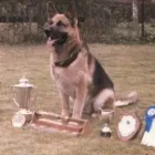 Business 14 image DELTA  ONE CANINES Pets & Animals in Coventry We