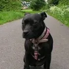 Business 1 image DOG DAYS DOG WALKING SERVICES.  EST. 2008 Pets & Animals in Aberdeen Ab