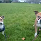 Business 3 image DOG DAYS DOG WALKING SERVICES.  EST. 2008 Pets & Animals in Aberdeen Ab