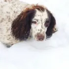 Business 4 image DOG DAYS DOG WALKING SERVICES.  EST. 2008 Pets & Animals in Aberdeen Ab