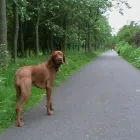 Business 14 image DOG DAYS DOG WALKING SERVICES.  EST. 2008 Pets & Animals in Aberdeen Ab