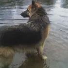 Business 16 image DOG DAYS DOG WALKING SERVICES.  EST. 2008 Pets & Animals in Aberdeen Ab