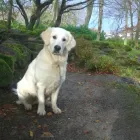 Business 17 image DOG DAYS DOG WALKING SERVICES.  EST. 2008 Pets & Animals in Aberdeen Ab