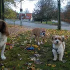 Business 19 image DOG DAYS DOG WALKING SERVICES.  EST. 2008 Pets & Animals in Aberdeen Ab