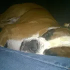 Business 25 image DOG DAYS DOG WALKING SERVICES.  EST. 2008 Pets & Animals in Aberdeen Ab