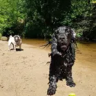 Business 1 image DOGS4WALKS Pets & Animals in Manchester Gr