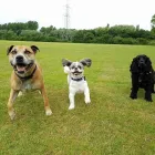 Business 4 image DOGS4WALKS Pets & Animals in Manchester Gr