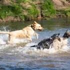 Business 5 image DOGS4WALKS Pets & Animals in Manchester Gr