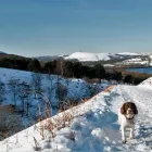 Business 7 image DOGS4WALKS Pets & Animals in Manchester Gr