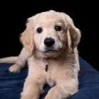 Business 6 image DREGHORN PHOTOGRAPHY Portrait Photography in Glasgow La