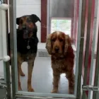 Business 1 image DUKE KENNELS LIMITED Travel & Tourism in Urmston Gr